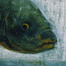 Carp Tank #1