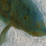 Carp Tank #3